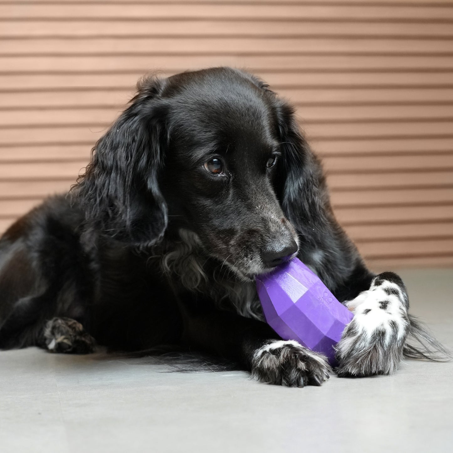 Zee.Dog | Super Veggiez Eggplant