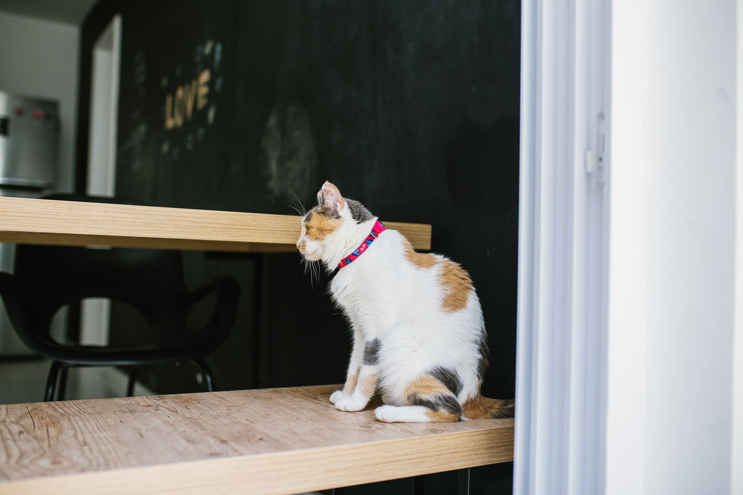 Uni | Kedi Tasması