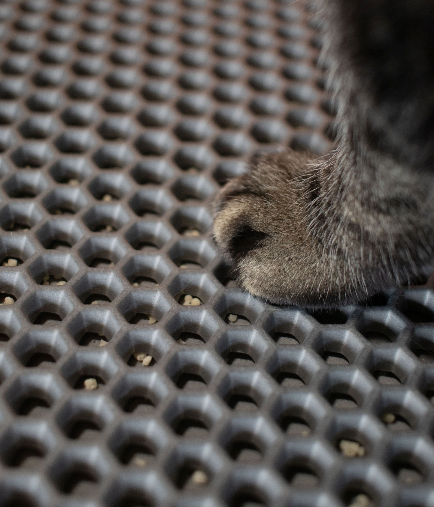 CDSG Kedi Kumu Toplama Paspası | Cansei de Ser Gato Türkiye