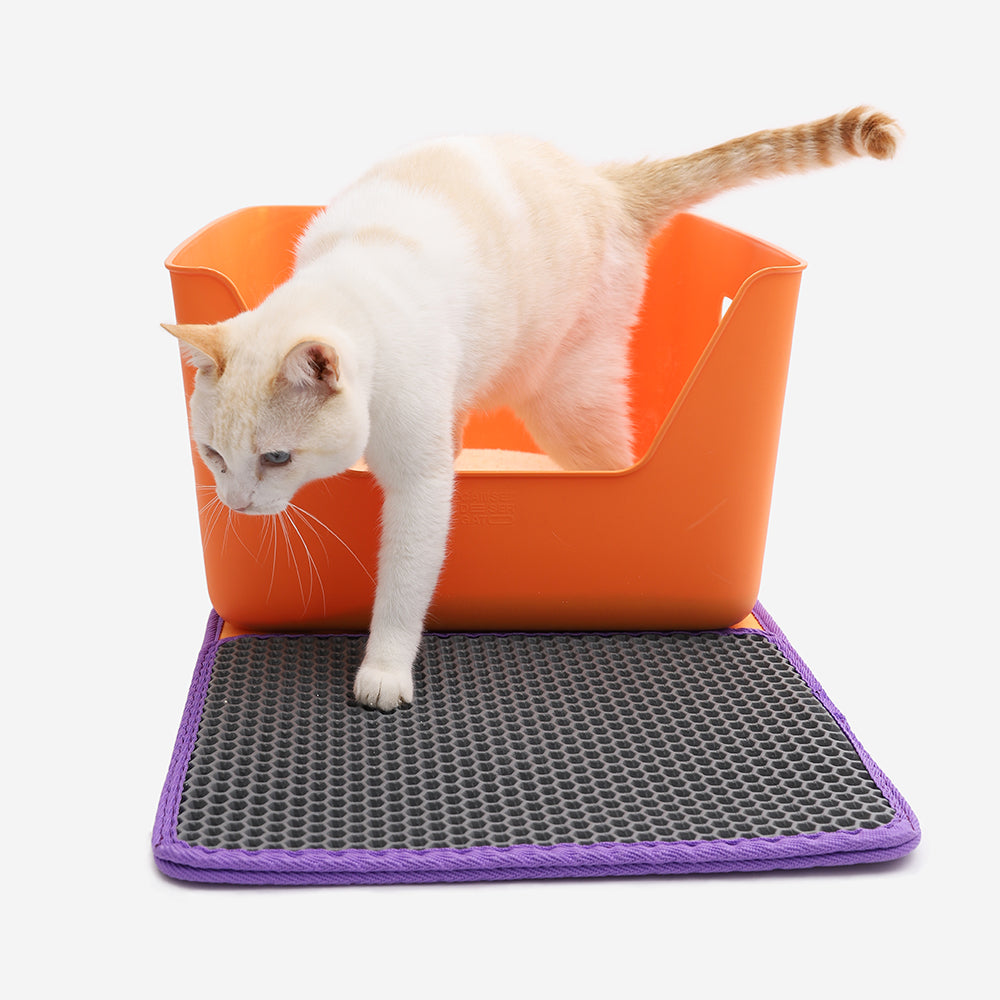 CDSG Kedi Kumu Toplama Paspası | Cansei de Ser Gato Türkiye